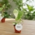 monstera thai constellation.webp