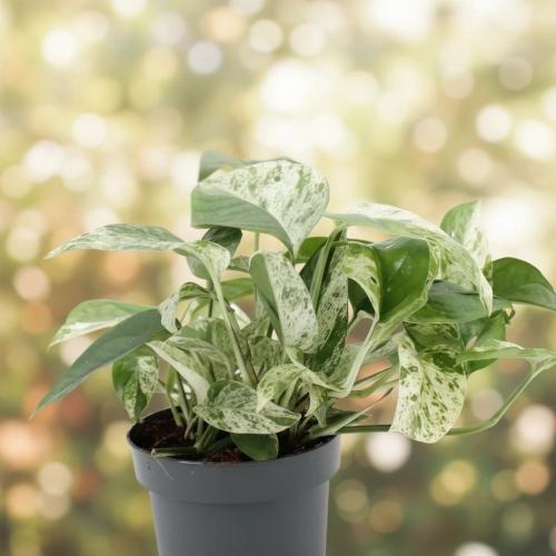 epipremnum marble variegata.webp