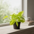 epipremnum neon golden pothos.webp