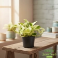 kwiat epipremnum happy leaf.webp