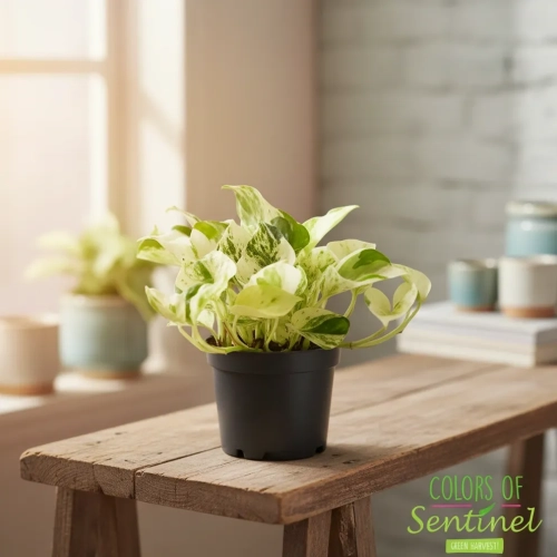 kwiat epipremnum happy leaf.webp