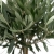 olea europaea.webp