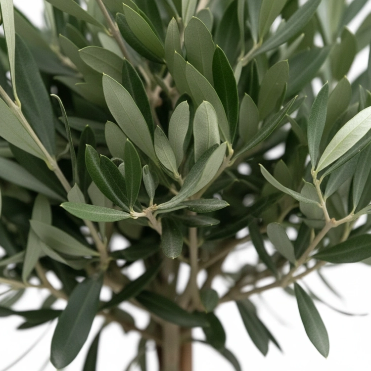 olea europaea.webp
