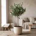 olea europaea.webp