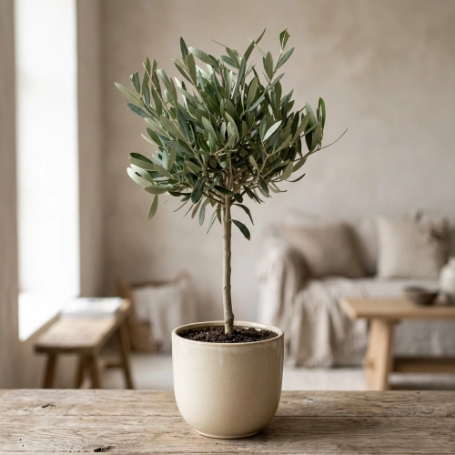 olea europaea.webp
