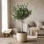 olea europaea.webp