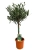 olea europaea.webp