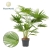 livistona rotundifolia.webp