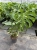 monstera thai constellation.webp
