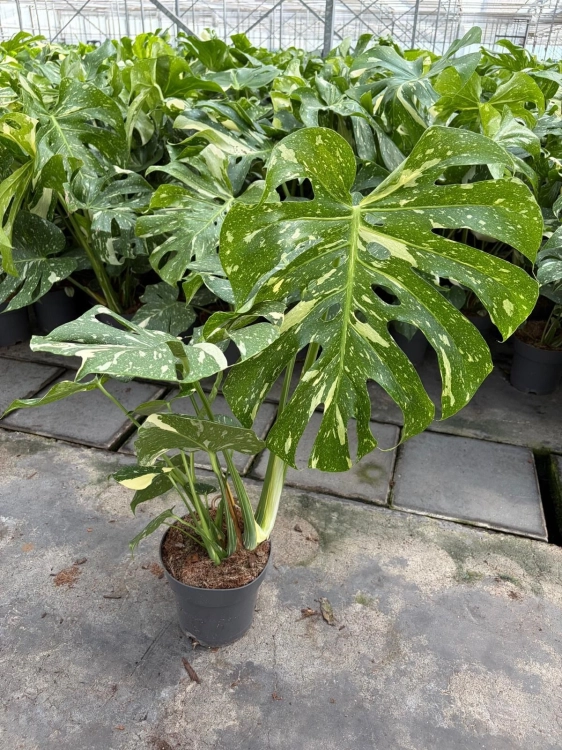 monstera thai constellation.webp