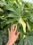 monstera thai constellation.webp