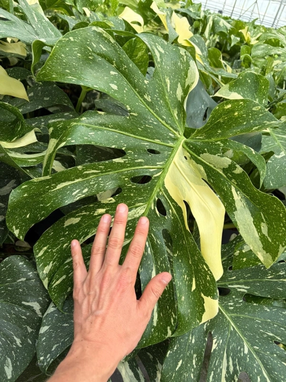 monstera thai constellation.webp