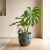 monstera thai constellation.webp
