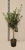 olea europaea.webp