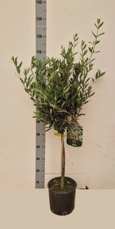 olea europaea.webp
