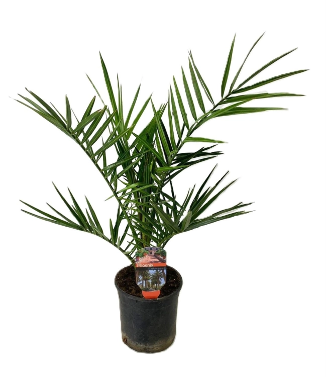 phoenix canariensis.webp