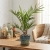 phoenix canariensis.webp