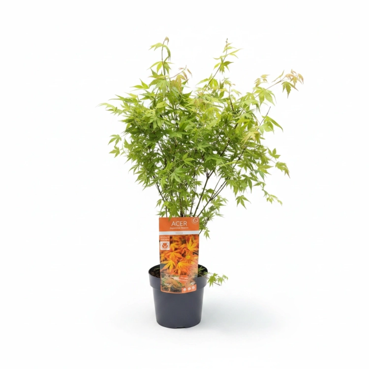 acer palmatum katsura.webp