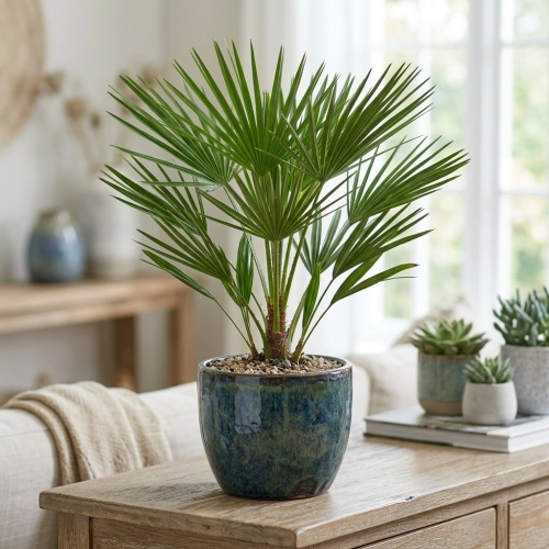 chamaerops hubilis.webp