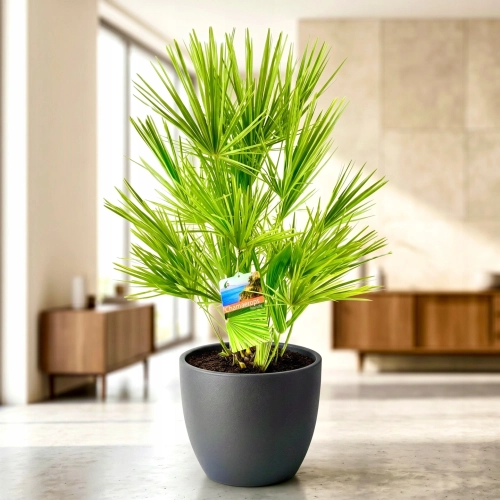 chamaerops hubilis.webp