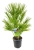 chamaerops hubilis.webp