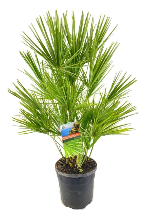 chamaerops hubilis.webp