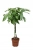 pachira aquatica.webp