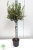 olea europaea.webp