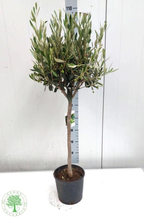 olea europaea.webp