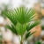trachycarpus fortunei.webp