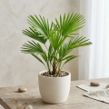 trachycarpus fortunei.webp