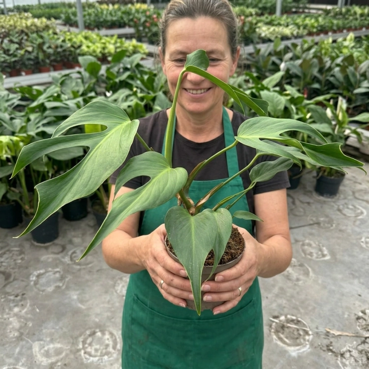 monstera burle marx flame.webp