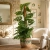 monstera monkey mask.webp